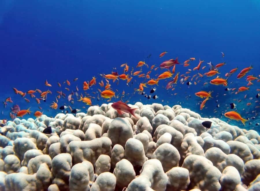 Bali/Amed: Underwater Temple Snorkeling Experience - The Japanese Shipwreck: historic, but not always clear
