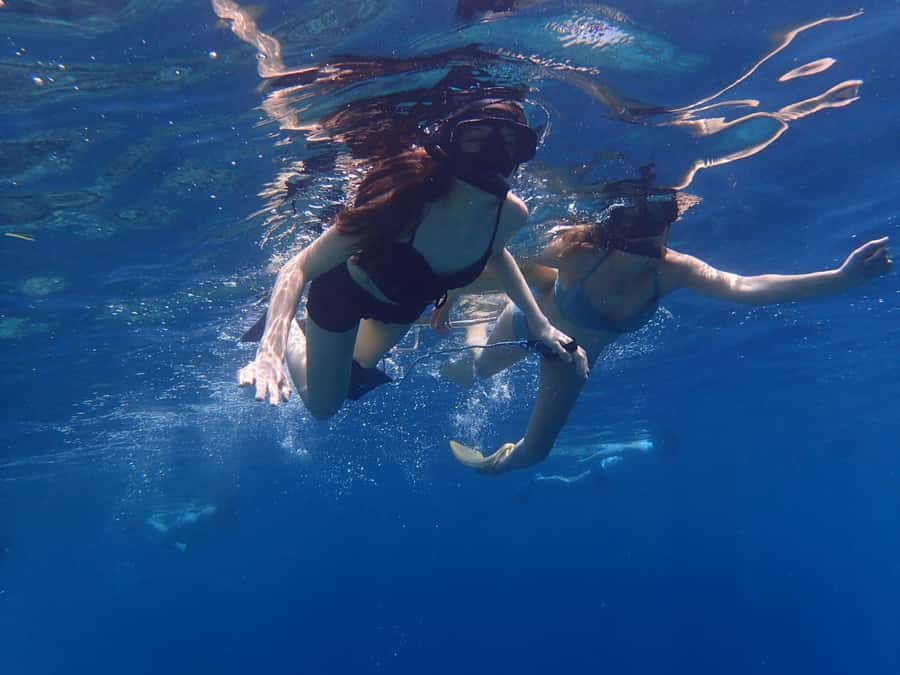 Bali: Basic Snorkeling at Menjangan Island - Deer Island, With Wildlife Expectations Kept Realistic