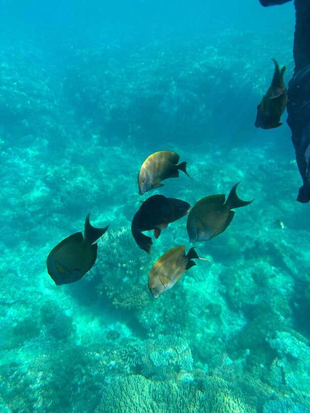 Bali: Blue Lagoon Snorkeling, Waterfall, and Plantation - Two Padang Bai bays, one easy snorkeling day