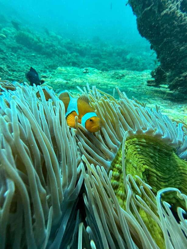 Bali: Blue Lagoon Snorkeling, Waterfall, and Plantation - Coffee, tea, and the Balinese plantation stop