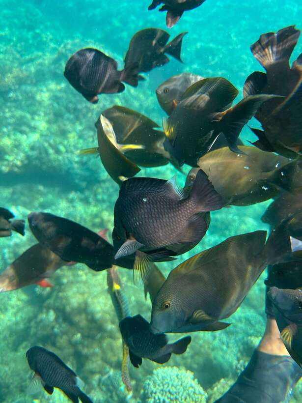 Bali: Blue Lagoon Snorkeling, Waterfall, and Plantation - Drivers make a real difference