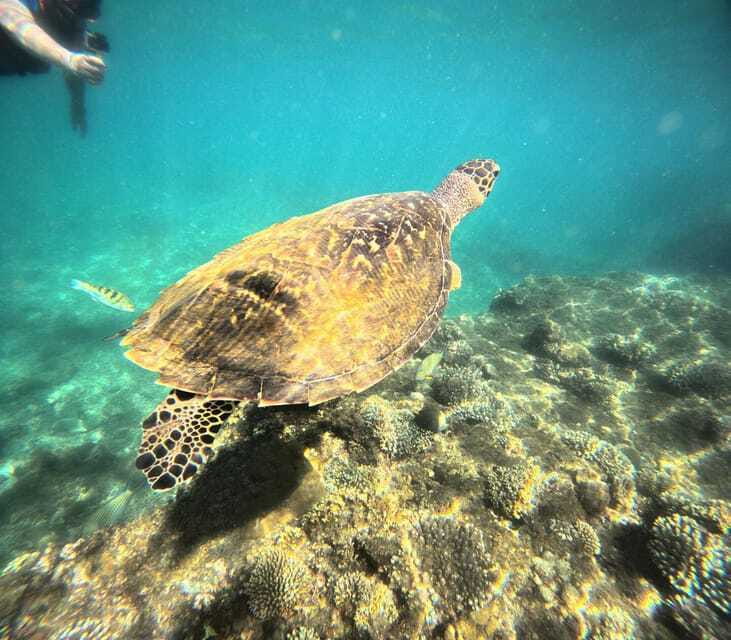 Bali: Blue Lagoon Snorkeling, Waterfall, and Plantation - Who will enjoy this trip most