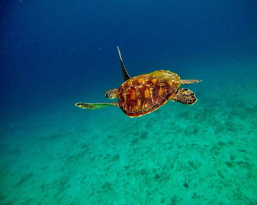 Bali: Blue Lagoon & Tanjung Jepun Snorkeling & lunch - Lunch, showers, and a practical finish