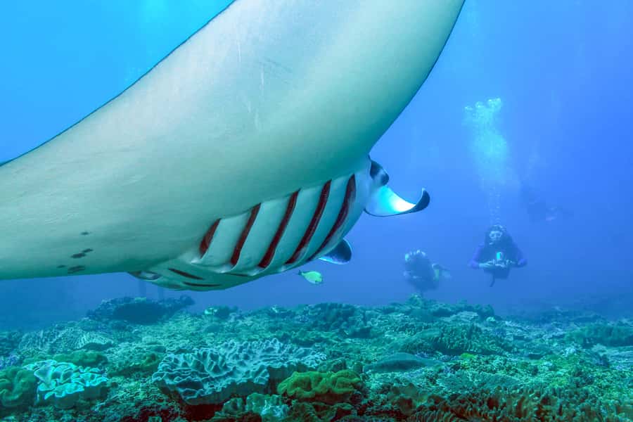 Bali: Full-Day Snorkeling Trip to Nusa Penida & Manta Point - Key points at a glance