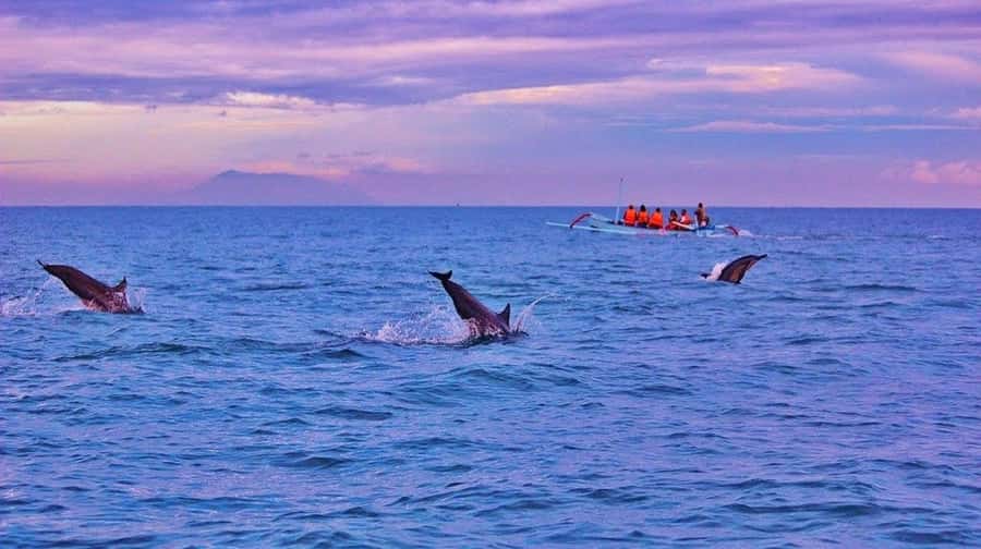 Bali/Lovina: Dolphin Snorkeling, Swimming & Waterfall Tour - Transport can decide the value of the $19 price