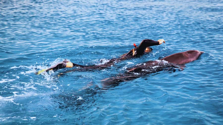 Bali/Lovina: Dolphin Snorkeling, Swimming & Waterfall Tour - Dolphin watching is beautiful, but the crowd matters
