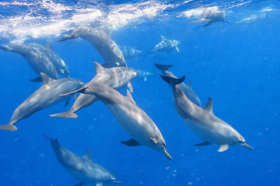 Bali/Lovina: Guided Dolphin Watching & Sunrise Boat Snorkel - Private groups, public water, and what the $18 covers