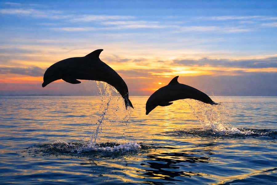 Bali/Lovina: Guided Dolphin Watching & Sunrise Boat Snorkel - The guides can shape the whole morning