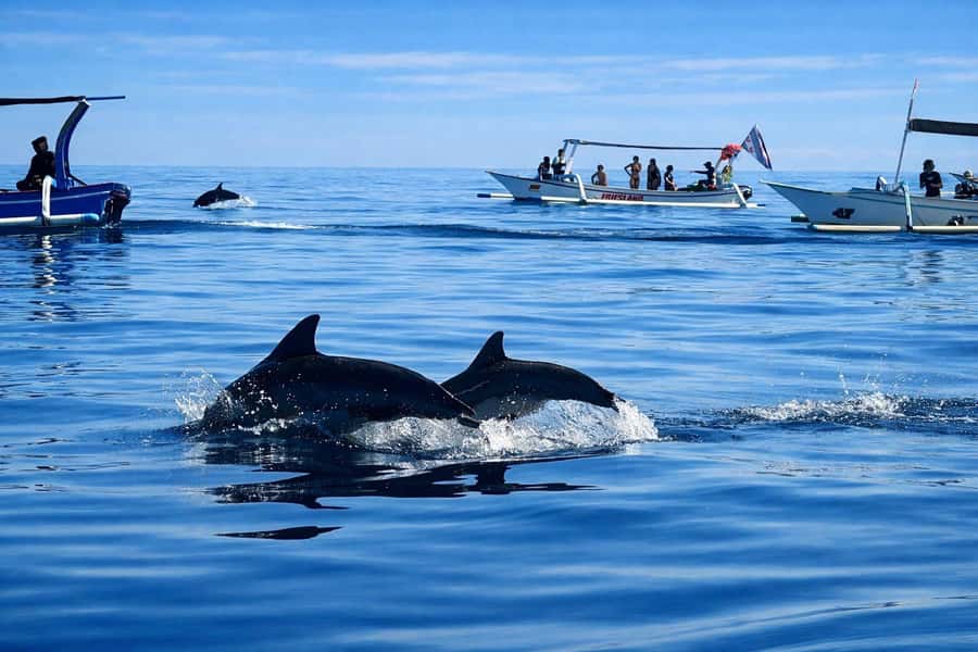 Bali/Lovina: Guided Dolphin Watching & Sunrise Boat Snorkel - The dolphin search can take an hour