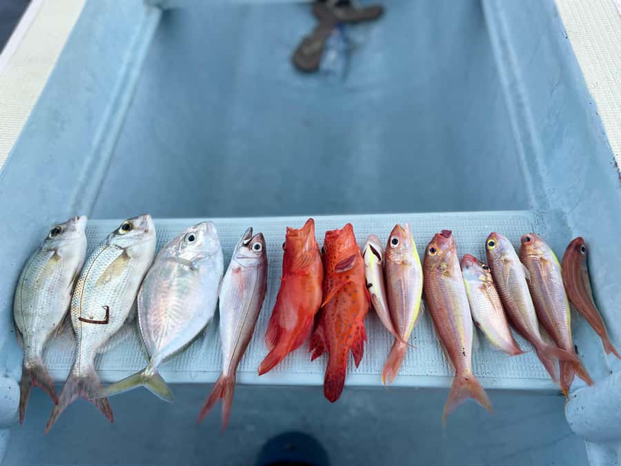 Bali/Lovina: Private Fishing Tour with Snorkeling Option - What the short fishing session really feels like