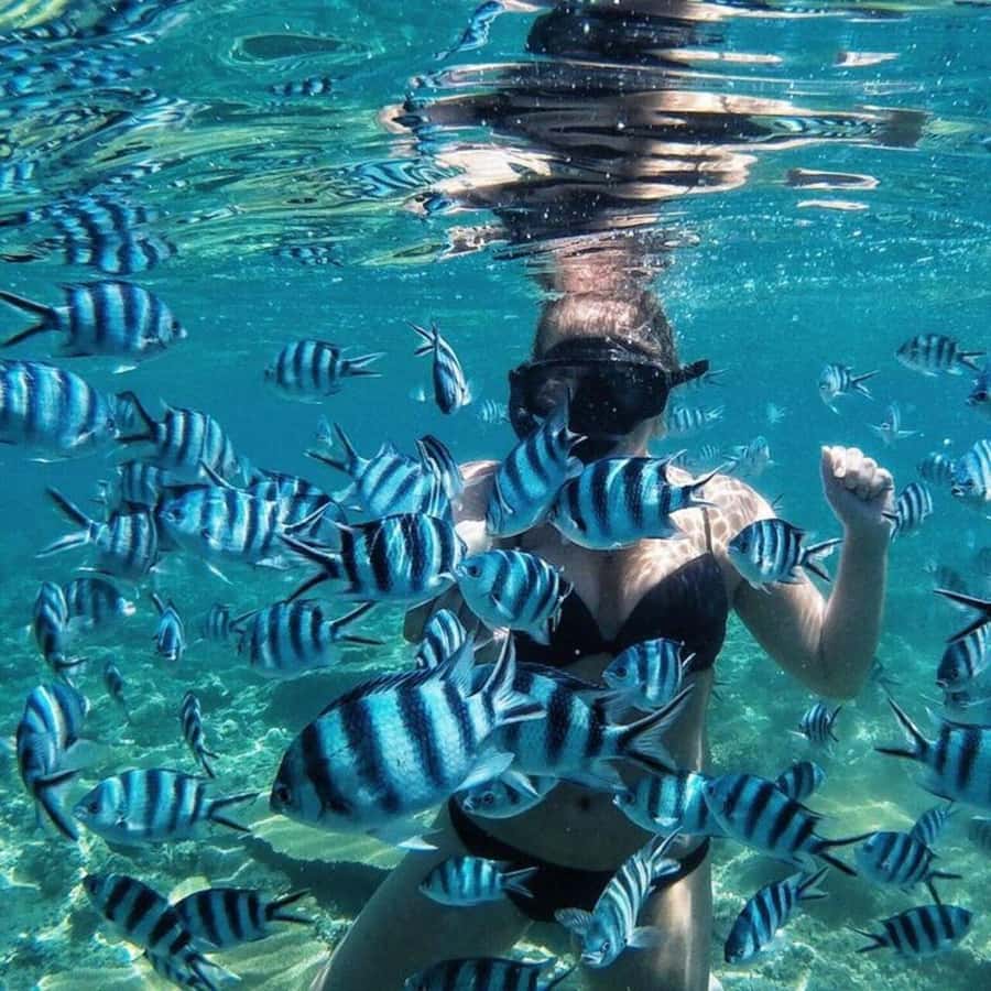 Bali/Nusa Dua: Snorkeling, Glass Boat Ride & Turtle Center - Key points to know before you book