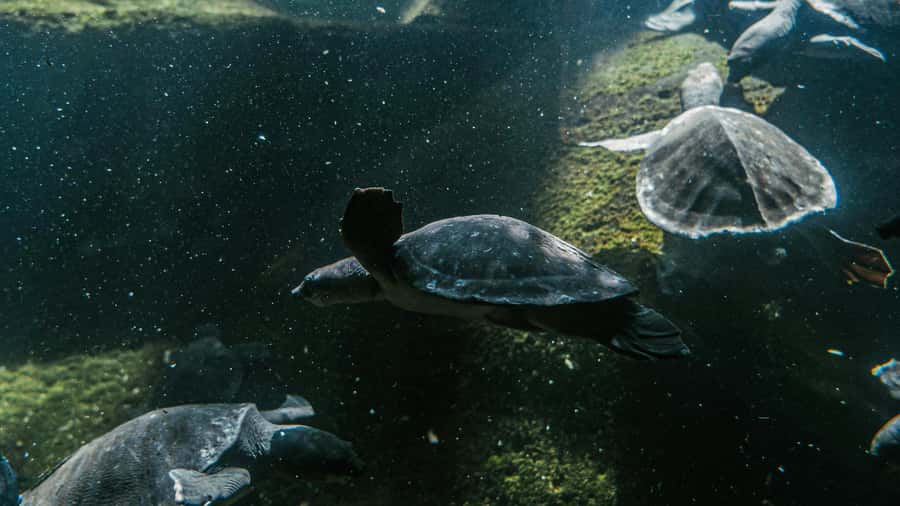 Bali/Nusa Dua: Snorkeling, Glass Boat Ride & Turtle Center - What this Nusa Dua outing really offers
