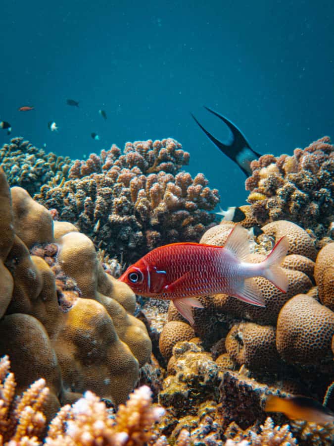 Bali/Nusa Dua: Snorkeling, Glass Boat Ride & Turtle Center - The glass-bottom boat across the bay