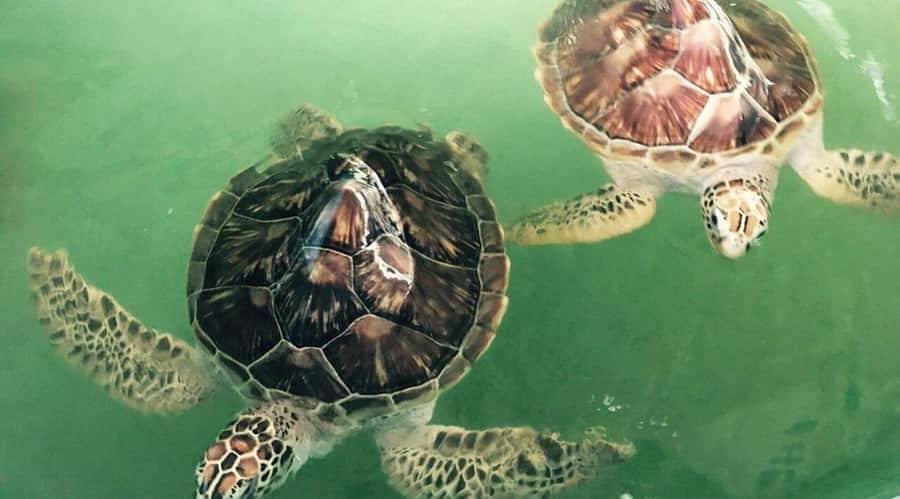 Bali/Nusa Dua: Snorkeling, Glass Boat Ride & Turtle Center - Practical ways to have a better day