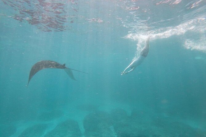 Bali Nusa Penida and Private Snorkeling (Manta Bay, Gamat, Wall) - Manta Bay and the question of seeing manta rays