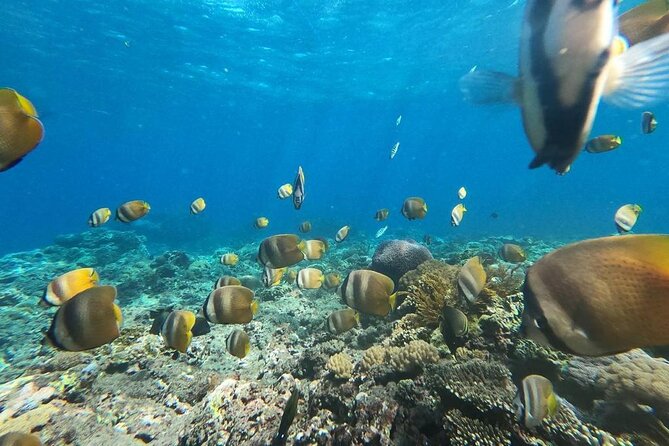 Bali Nusa Penida and Private Snorkeling (Manta Bay, Gamat, Wall) - Gamat Bay for coral, fish, and clearer breathing room