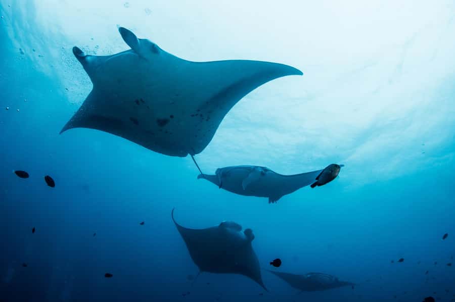 Bali/Nusa Penida: Manta Point Snorkel Boat & West Coast Tour - Broken Beach is best seen from above
