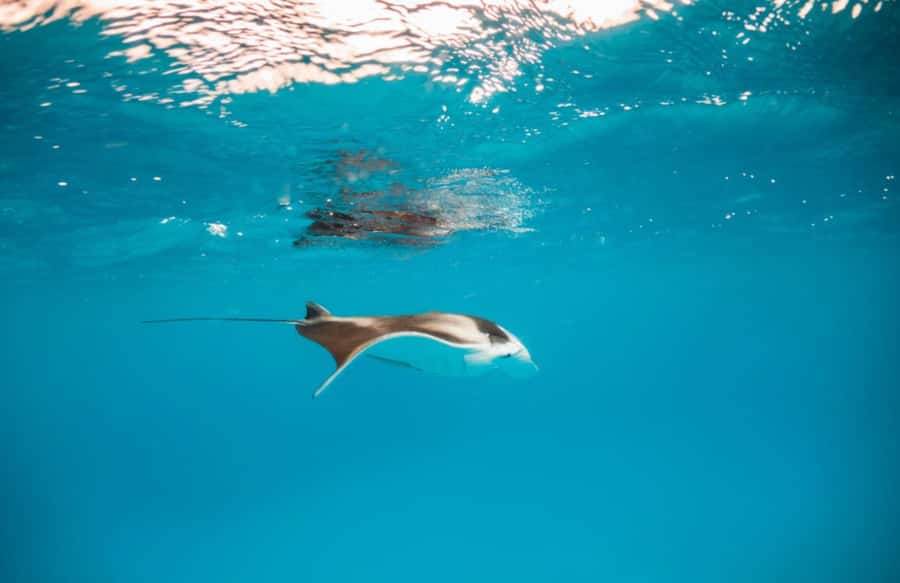 Bali/Nusa Penida: Manta Point Snorkel Boat & West Coast Tour - The roads are part of the price of seeing Nusa Penida