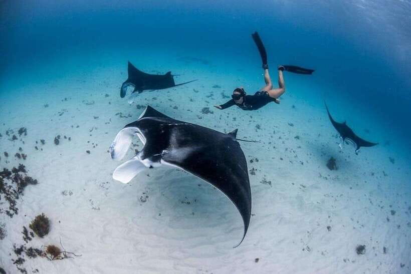 Bali: Private Snorkeling at Manta Point Nusa Penida - Why Manta Point is the star of this Nusa Penida trip