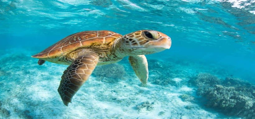 Bali: Private Snorkeling at Manta Point Nusa Penida - The private guide can change the whole day