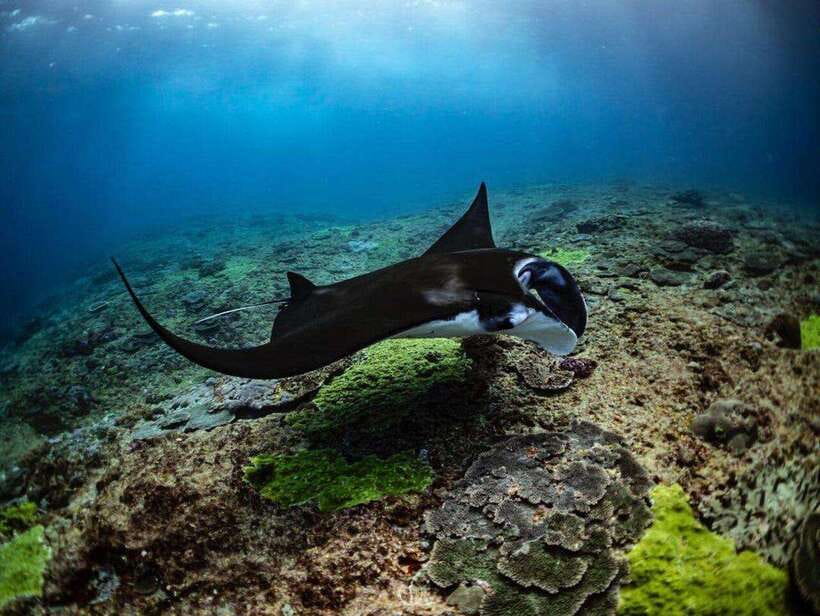Bali: Private Snorkeling at Manta Point Nusa Penida - Who should book this private snorkeling tour?