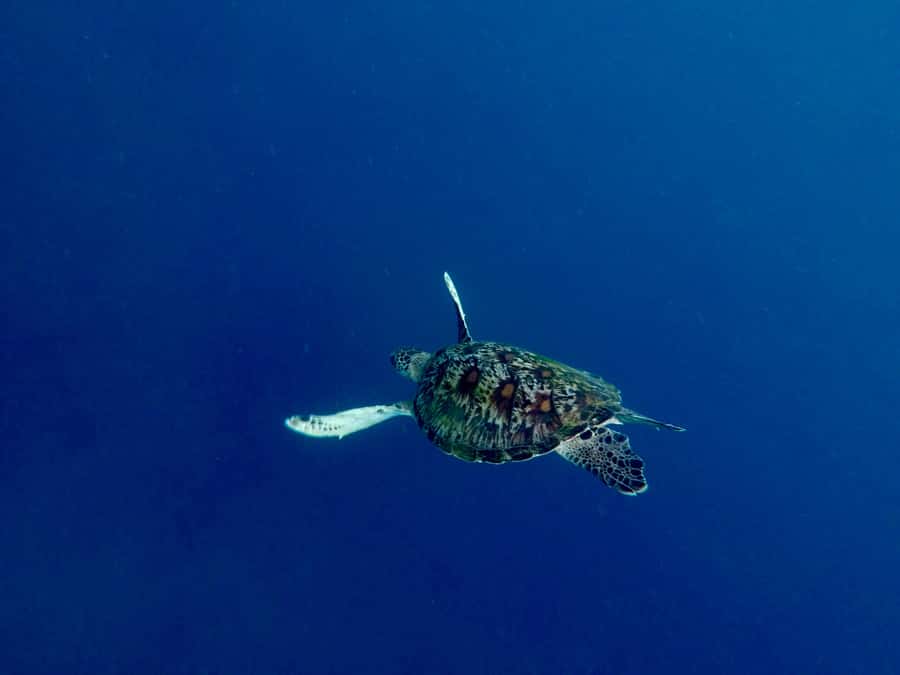 Bali: Snorkeling Blue Lagoon 2 Spot & Lunch optional Village - Key points at a glance