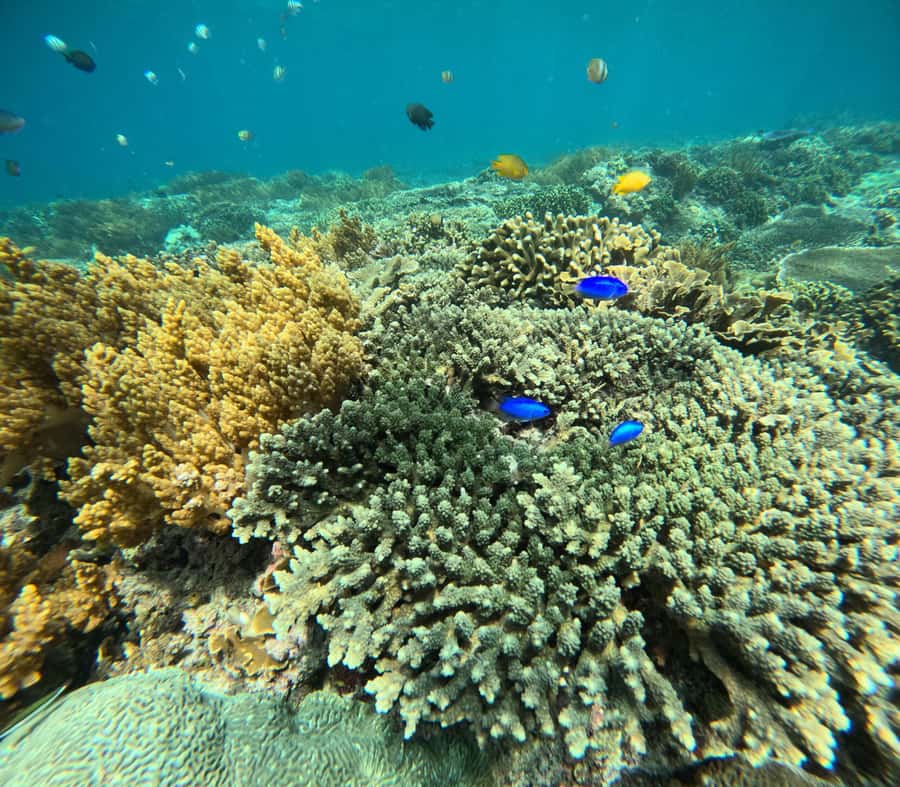 Bali: Snorkeling Blue Lagoon 2 Spot & Lunch optional Village - Lunch, showers, and the useful little comforts