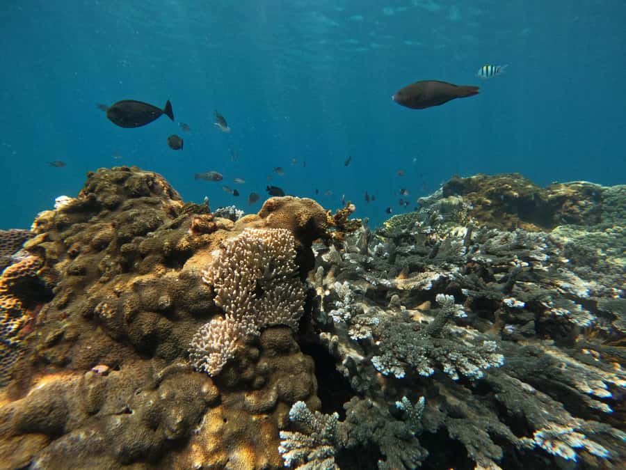 Bali: Snorkeling Blue Lagoon 2 Spot & Lunch optional Village - Timing, cancellation, and what to bring