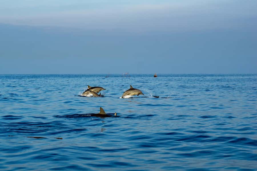 Bali: Watching Dolphin, Swimming & Snorkeling Tour - Why Lovina works for a dolphin morning