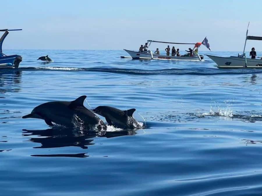 Bali: Watching Dolphin, Swimming & Snorkeling Tour - Snorkeling near Lovina’s coral