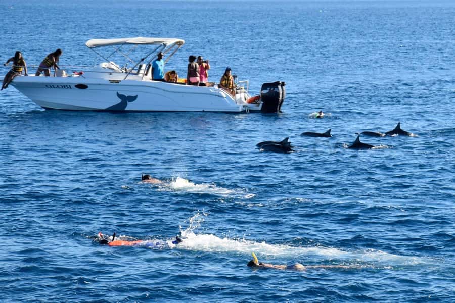 Bali: Watching Dolphin, Swimming & Snorkeling Tour - Who should book this Lovina tour