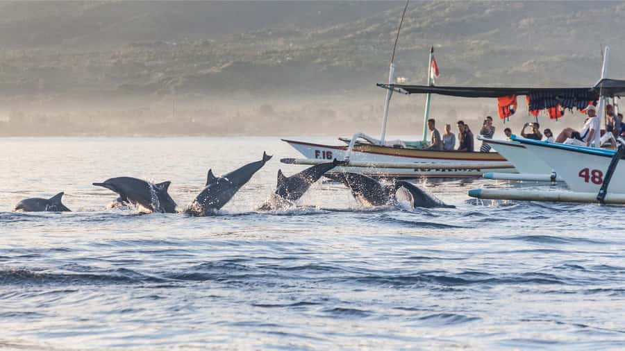 Bali: Watching Dolphin, Swimming & Snorkeling Tour - Should you book it?
