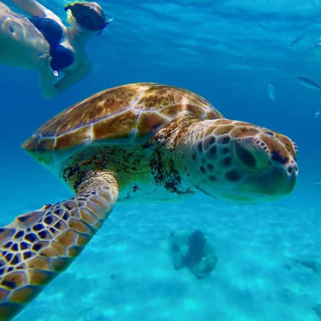 Barbados: Catamaran Tour with Snorkeling and Lunch - The first water stop, turtles and easy support