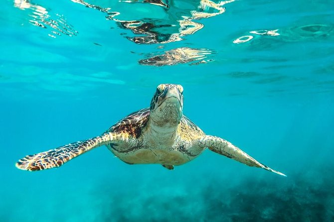 Barbados Catamaran Turtle and Shipwreck Snorkeling Cruise - Why this cruise earns a place on your Barbados plan