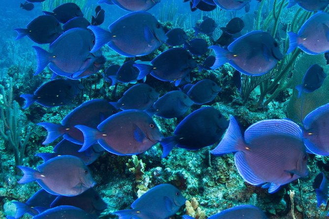 Barbados Catamaran Turtle and Shipwreck Snorkeling Cruise - Choose three hours or stay for five