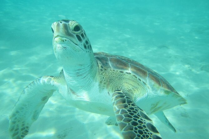 Barbados Catamaran Turtle and Shipwreck Snorkeling Cruise - The shipwreck is more than a quick photo stop