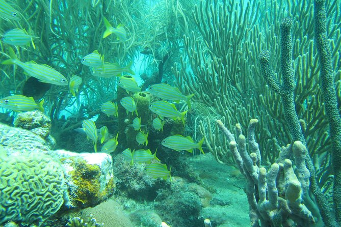 Barbados Snorkeling and Sailing Adventure for Small Groups - Exploring shipwrecks and underwater sights
