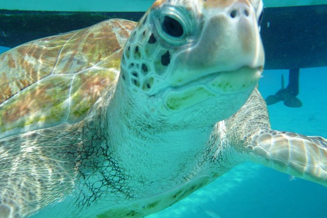 Barbados Sunset and Snorkeling Catamaran Cruise - From Bridgetown Marina to Carlisle Bay