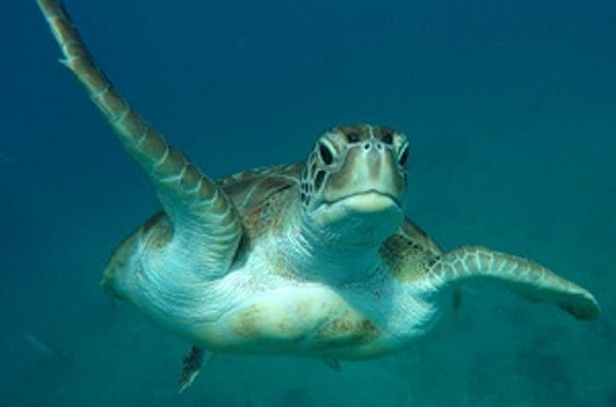 Barbados Sunset and Snorkeling Catamaran Cruise - The Crew Makes the Difference