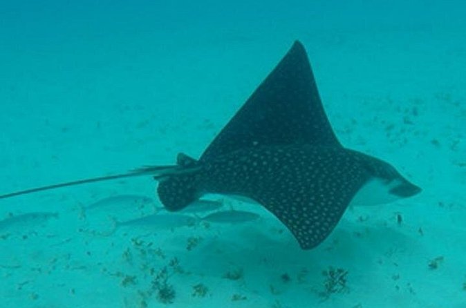 Barbados Sunset and Snorkeling Catamaran Cruise - What the $110 Price Includes