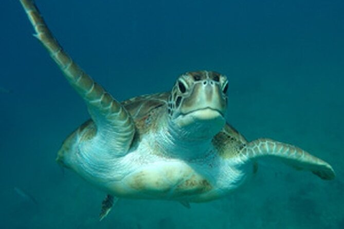 Barbados Sunset and Snorkeling Catamaran Cruise - Practical Booking Details and Weather