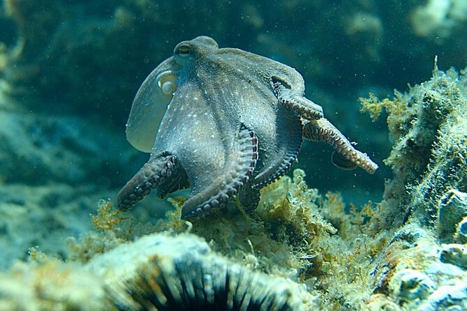 Barcelona Adventure: Costa Brava Hike & Snorkel - The small group makes a real difference