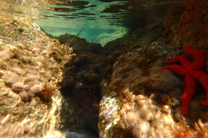 Barcelona Costa Brava Kayak, Snorkel & Cliff Jump Day Tour - Cliff jumping with three possible heights