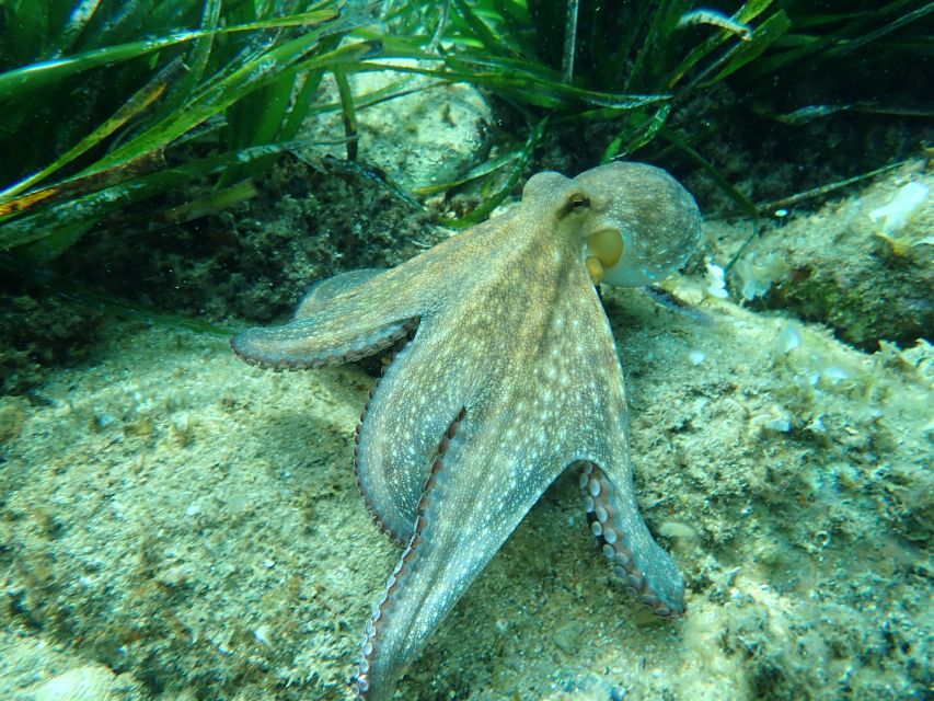 Barcelona: Costa Brava Kayak, Snorkel & Cliff Jump & Lunch - Kayaking through coves, caves, and rock tunnels