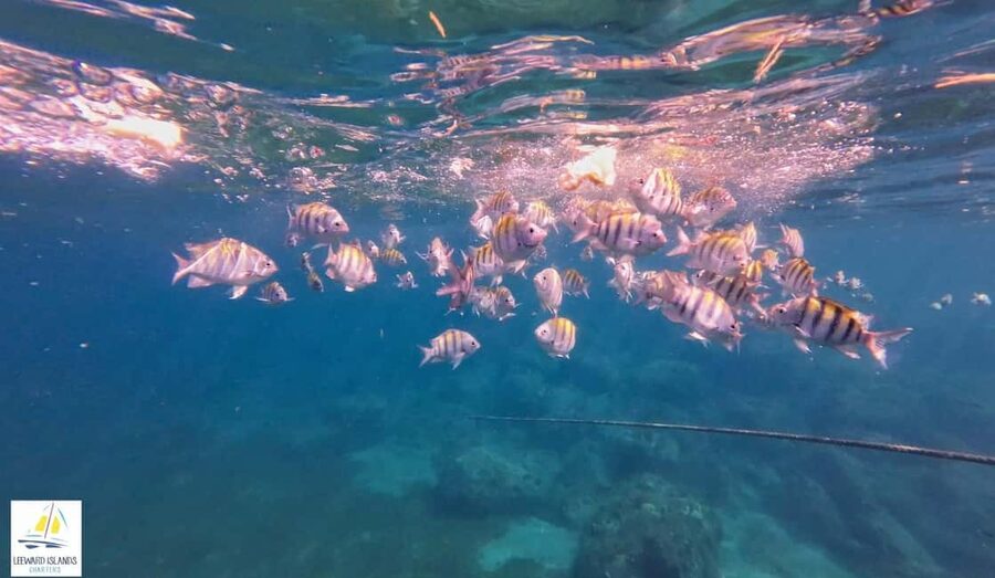 Basseterre: St Kitts 4-hour Catamaran Snorkel Cruise & Lunch - Cancellation and booking flexibility
