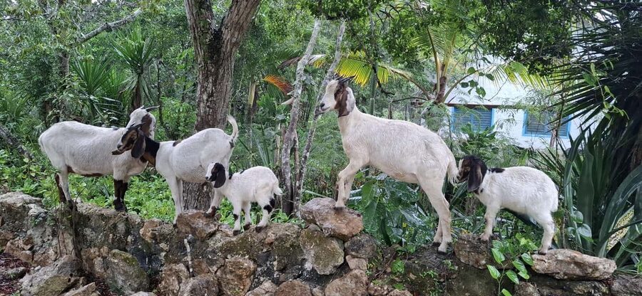 Bayahibe: National Park Jungle Walk & Snorkeling in Cenotes - The return walk and the simple finish