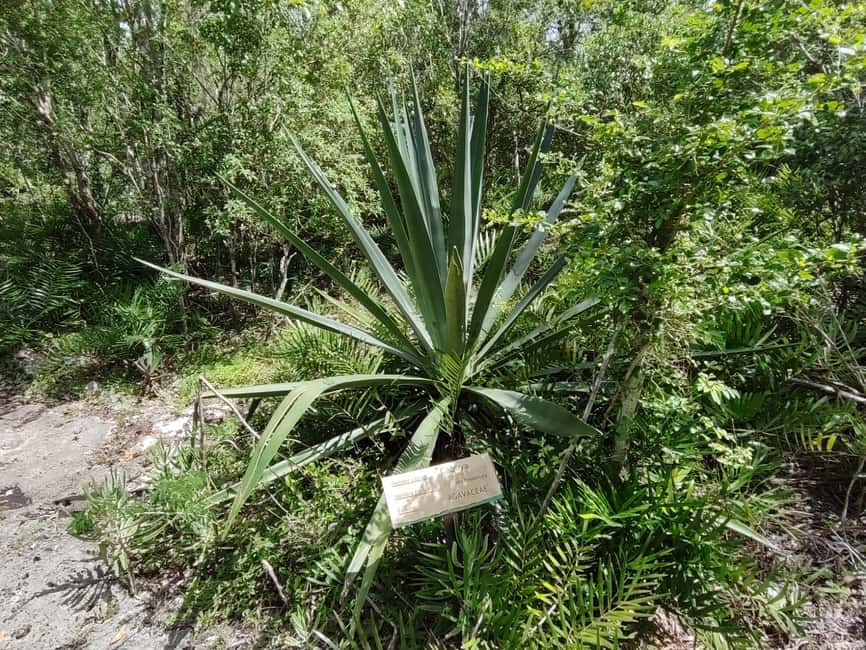 Bayahibe: National Park Jungle Walk & Snorkeling in Cenotes - What the $55 price covers
