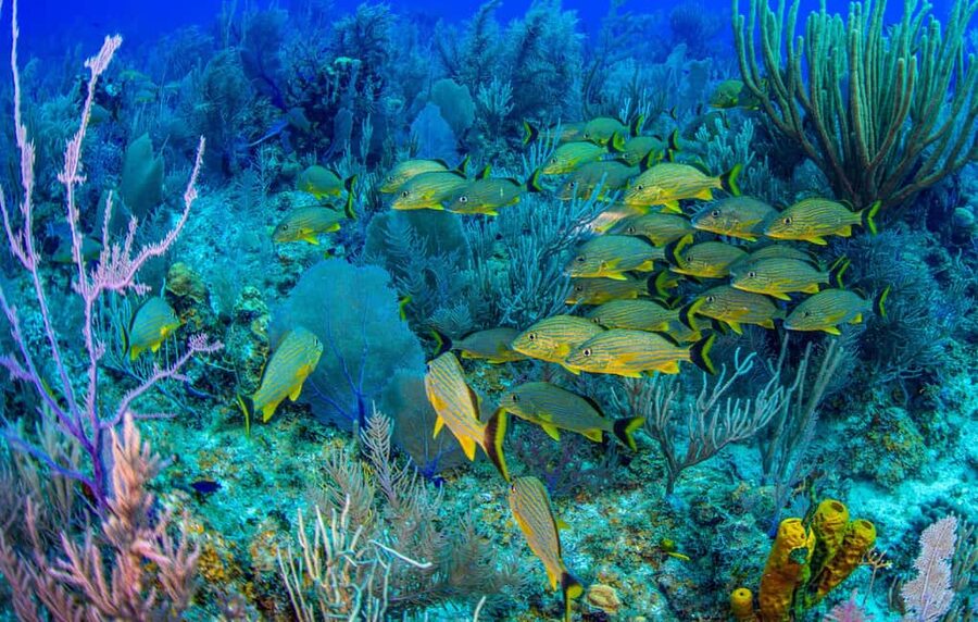 Bayahibe: Snorkeling Tour - Sea, Cotubanama park & Cenotes - Two sea stops before lunch in Bayahibe