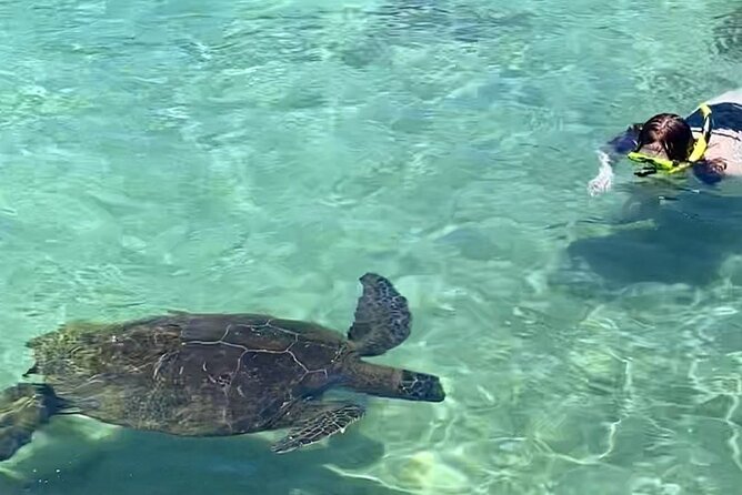 Beach Snorkel - Sea Turtle and Black Sand Lagoon - Two Hilo shore sites, not a boat tour