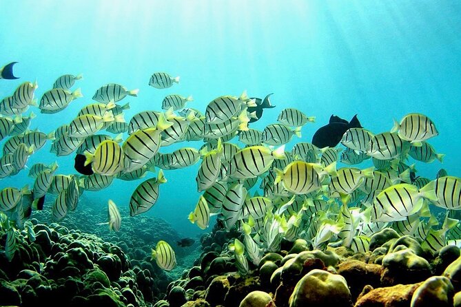 Beach Snorkel - Sea Turtle and Black Sand Lagoon - Why the guide can make the difference